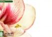 hippeastrum Showmaster ® (3)